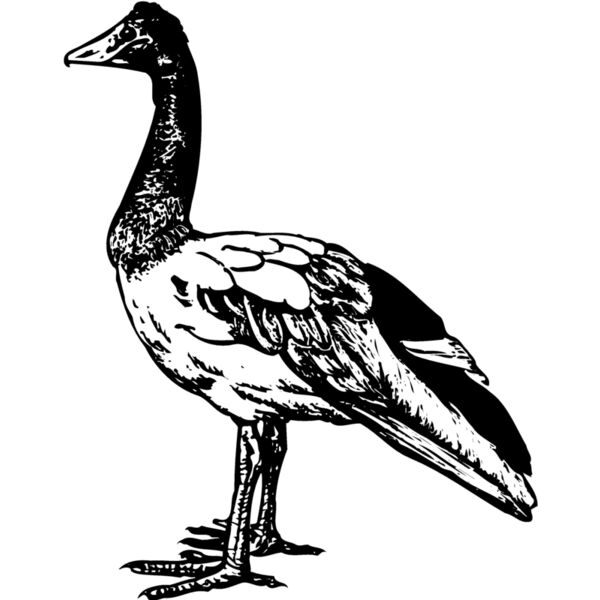 BIRD106 Thumbnail