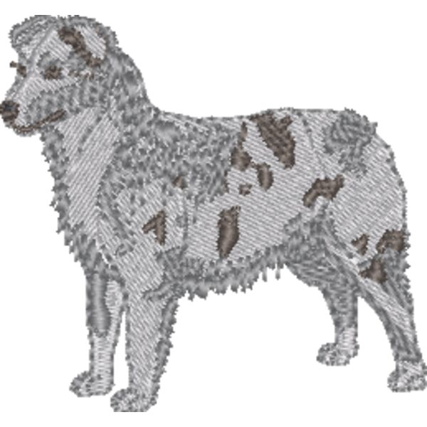 Australian Shepherd Merle Thumbnail