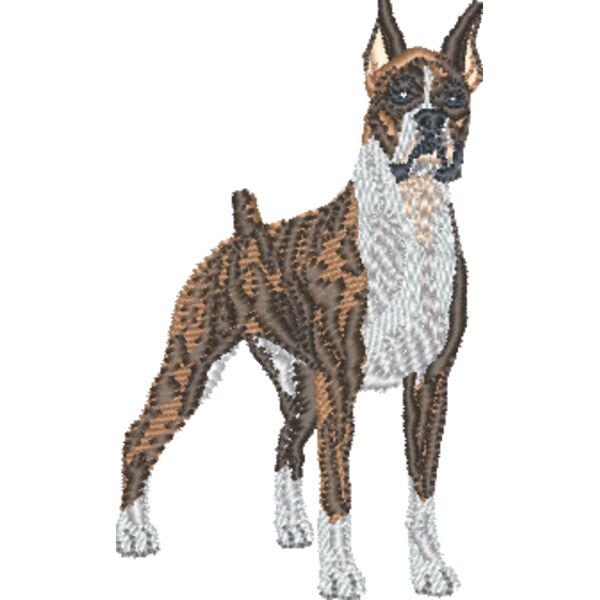Boxer Brindle Thumbnail