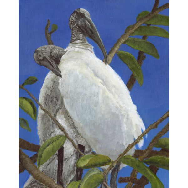 Pelican Mates Thumbnail